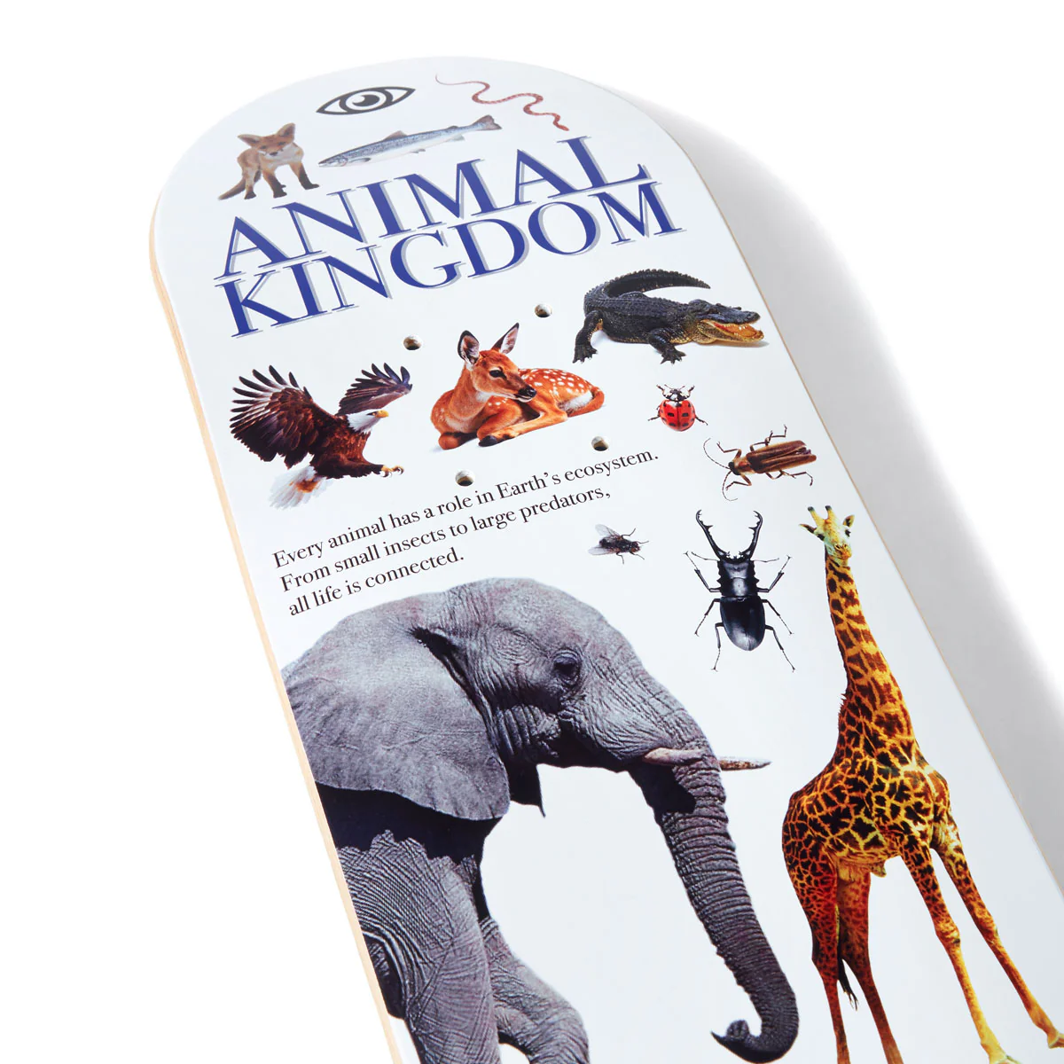 CCS Brain Food Animal Kingdom Mini Skateboard Deck - White - Image 3