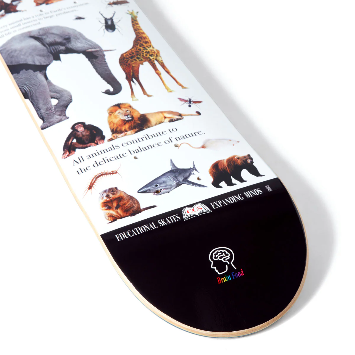 CCS Brain Food Animal Kingdom Mini Skateboard Deck - White - Image 4